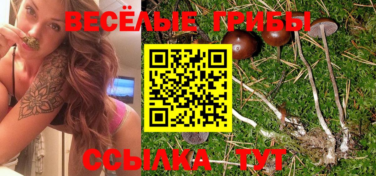 Псилоцибиновые грибы Psilocybine cubensis  Южноуральск 